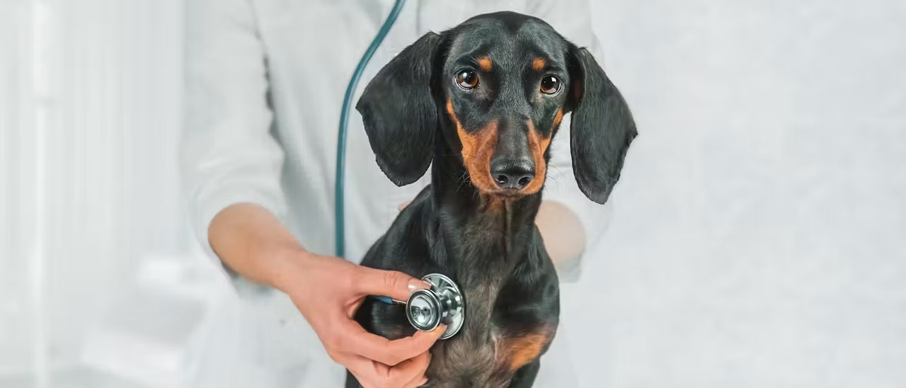 Köpeğimizi Hastalıktan Korumak